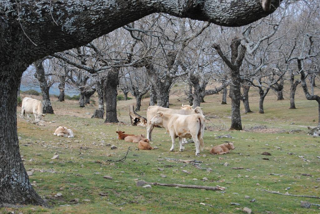 Casa Rural Romanejo Cabezabellosa エクステリア 写真