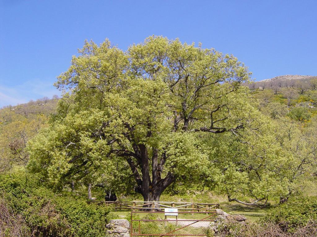 Casa Rural Romanejo Cabezabellosa エクステリア 写真